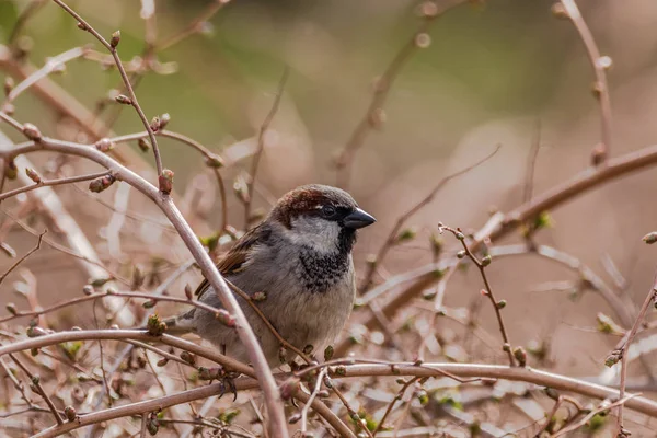 Tree sparrow - Passer montanus - sitting in a bush — Stock Photo, Image