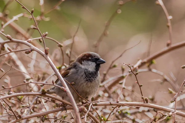 Горобці на дереві - Passer Montanus сидить у кущі — стокове фото