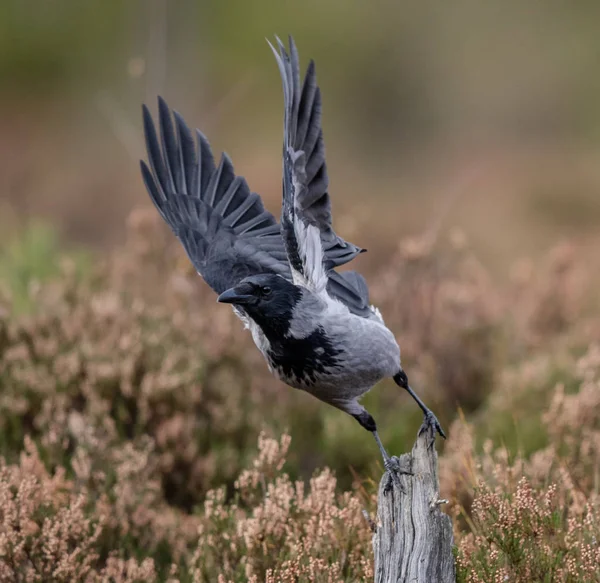 Hooded crow met verhoogde vleugels opstijgen uit zijn post — Stockfoto
