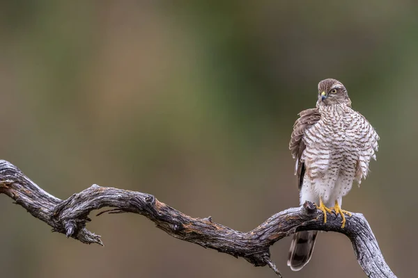 Sparrow Hawk sitting on curved branch Copy space left — Stock Photo, Image