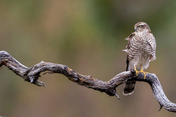 Sparrow Hawk sitter på böjda grenen kopia utrymme — Stockfoto