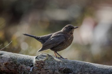 Kadın siyah kuş - Turdus merula