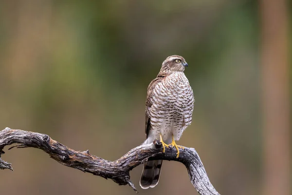 Sparrow Hawk sitting on curved branch Copy space — Stock Photo, Image