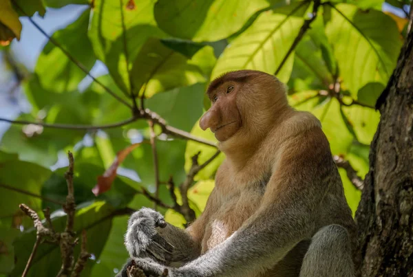 Neusaap - Nasalis larvatus - in boom in de wilde jungle van Borneo. T — Stockfoto