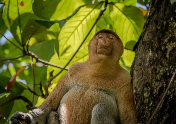 Proboscis Monkey - Nasalis larvatus - in tree looking down — Stock Photo, Image