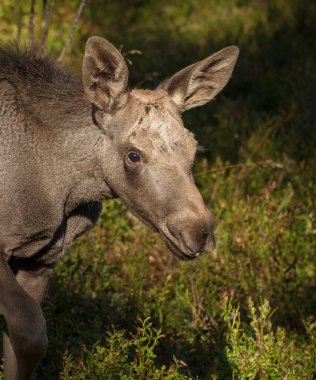 Avrupa ya da geyik geyik Alces alces genç buzağıyı ormandaki