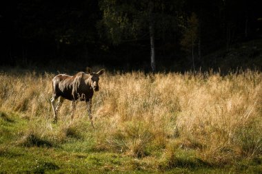 Mus ya da çim ile yürüyüş Avrupa elk Alces alces kız