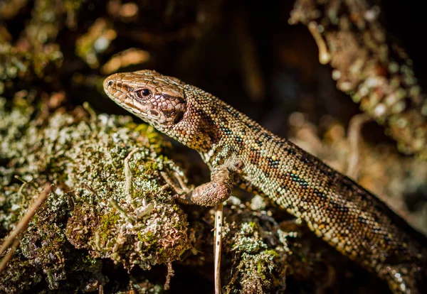 Lucertola comune, Zootoca vivipara — Foto Stock