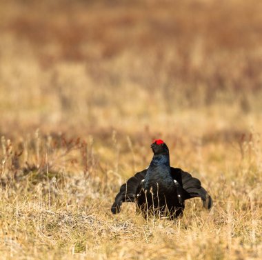 Kara Orman Tavuğu - Tetrao tetrix - lek Norveç'te