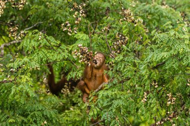 Borneo orman Malezya kırmızı meyveleri yemekten vahşi bebek Orangutan