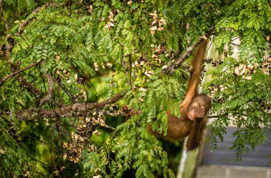 Borneo orman Malezya kırmızı meyveleri yemekten vahşi bebek Orangutan