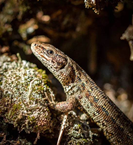 Common lizard, Zootoca vivipara in natural habitat — Stock Photo, Image