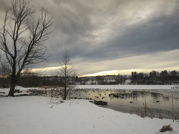 Estanque con patos El invierno en Oslo Noruega — Foto de Stock