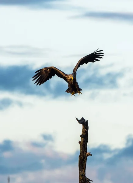 White Tailed Eagle landing in tree, vertical copy space — Stock Photo, Image