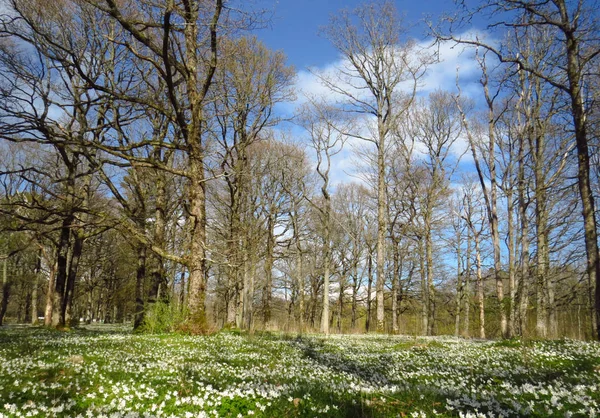 Foresta con anemoni di legno all'isola di Jomfruland, Norvegia — Foto Stock