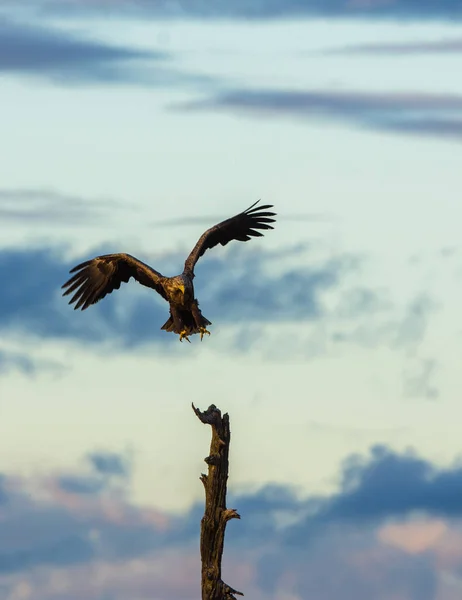 White Tailed Eagle landing in boom, verticale kopie ruimte — Stockfoto