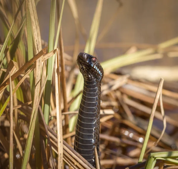 Σκουρόχρωμα Ευρωπαϊκό αθροιστής, Vipera berus, στέκεται με υψηλό σήκωσε κεφάλι Νορβηγία. Πλατεία φωτογραφία. — Φωτογραφία Αρχείου