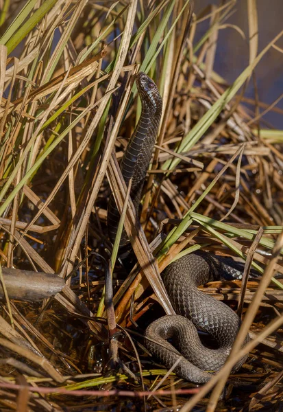 Tmavě zbarvené zmije obecná, Vipera berus, stojící s vysokou zvedací hlavou Norsko — Stock fotografie