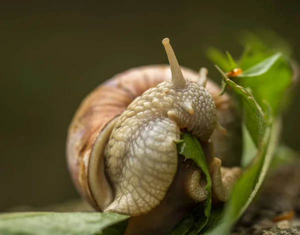 Roma salyangoz yaprak yeşil yeme aka bordo salyangoz - Helix pomatia-