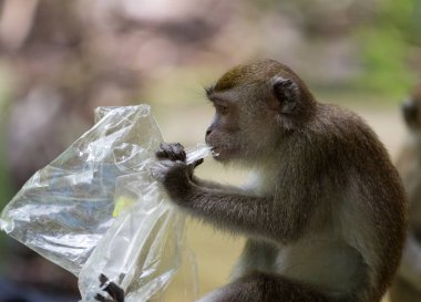 Plastik torba Bako Milli Parkı Borneo, Malezya içinde yemek uzun kuyruklu makak maymunu