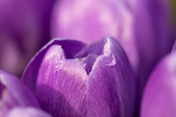 Primer plano plano de la floración de los azafranes - flores de primavera de cerca —  Fotos de Stock