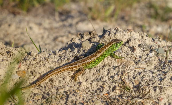 Sand Lizard Lacerta agilis male — Stock Photo, Image