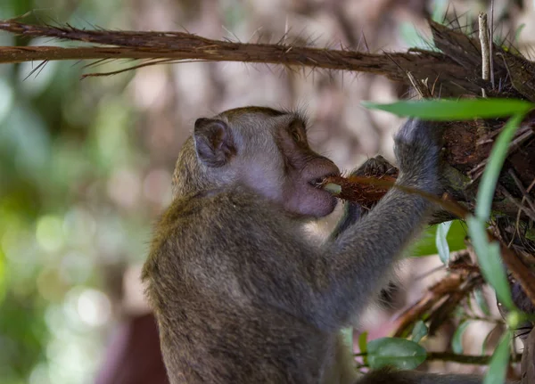 Macaco-de-cauda-longa que come raízes de plantas no parque nacional Bako em Bornéu, Malásia — Fotografia de Stock