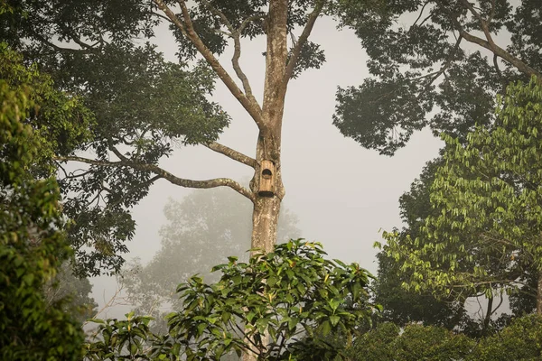 Holubník, ptačí budky v deštném pralese, stromy a vegetace, Sabah, Borneo, Malajsie — Stock fotografie