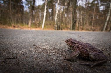 Küçük kurbağa bir yolda tehlikede. Ortak kara kurbağası, Bufo bufo, üreme gölet Nisan ayında doğru yol. Norveç.