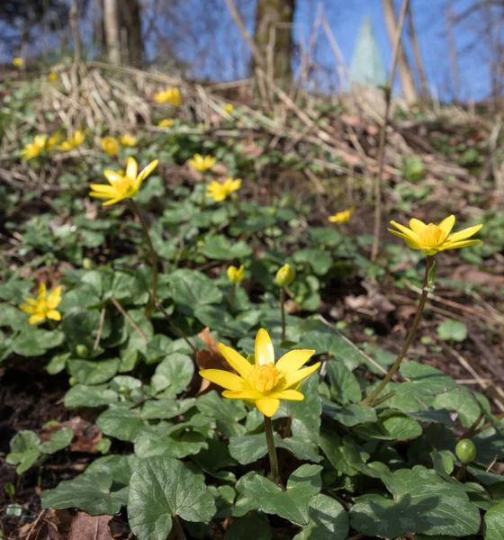 Ranuculus ficaria, Ficaria verna, aka Ranuculus ficaria, Fiore primaverile giallo — Foto Stock