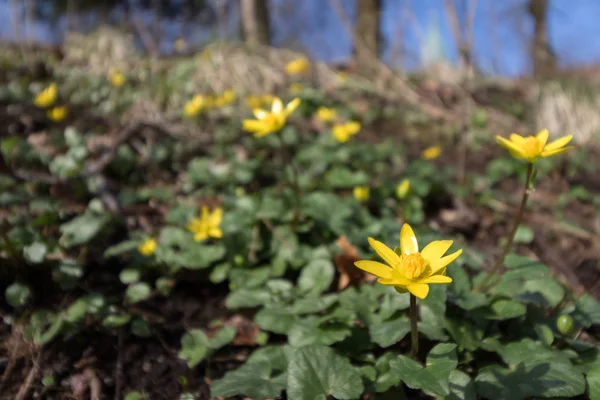 Ranuculus ficaria, Ficaria verna, aka Ranuculus ficaria, Fiore primaverile giallo — Foto Stock