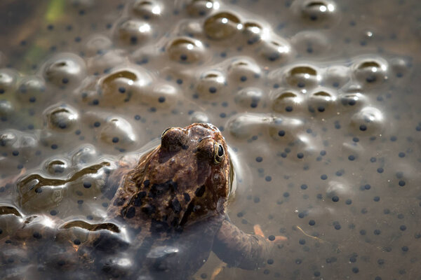 European common brown frog, Rana temporaria, male watching over the eggs, Baneheia Kristiansand Norway