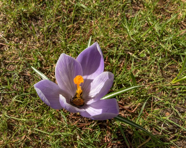 Culo de abejorro anidando temprano en una flor de azafrán cubierta de polen —  Fotos de Stock