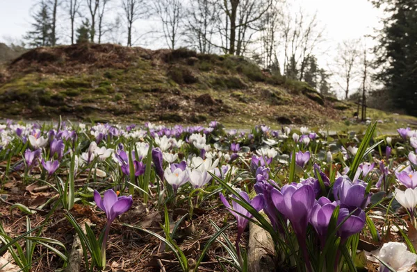 Colorido azafrán en un prado en primavera, Noruega —  Fotos de Stock