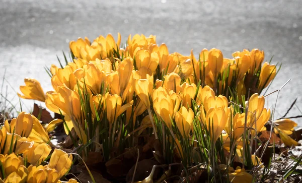 Azafrán amarillo al aire libre en primavera —  Fotos de Stock