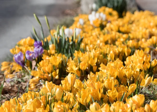 Azafrán amarillo al aire libre en primavera —  Fotos de Stock