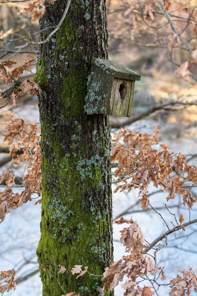Caja de pájaros anidando muy vieja cubierta de liquen y musgo, colgada de un árbol en primavera —  Fotos de Stock