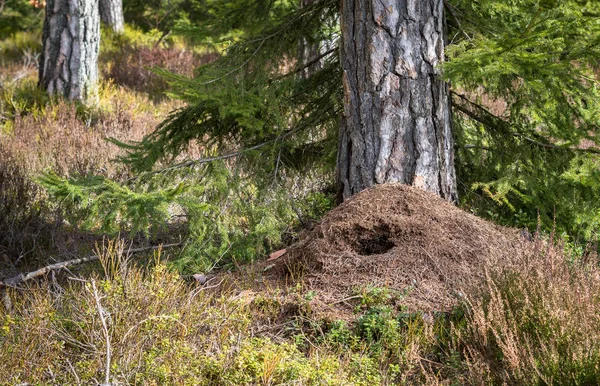 Gran hormiguero en el bosque de pinos en primavera, destruido por el pájaro carpintero verde cazando comida en invierno —  Fotos de Stock