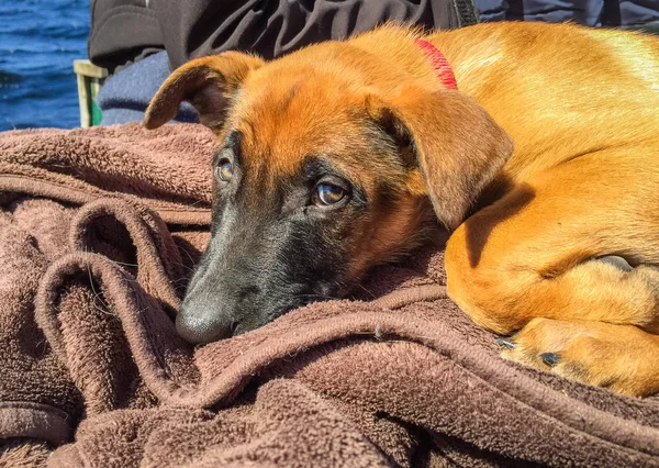 Belçika çoban, Malinois, köpek yavrusu dışında istirahat şirin resmi
