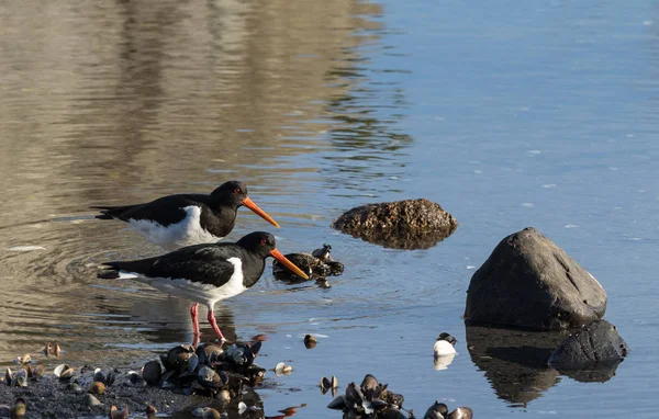 Zwei Vögel eurasischen Austernfischer. haematopus ostralegus, an einem Strand in aust-agder, Norwegen — Stockfoto