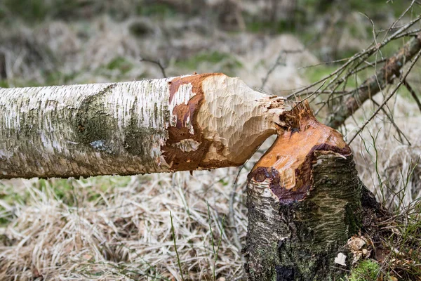 Árbol de abedul caído en bosques roídos por castores —  Fotos de Stock