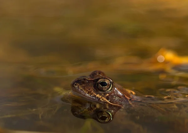 Common frog, Rana temporaria, in a garden pond in Norway. View from the side, reflection of frog in water. April, spring