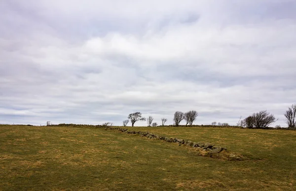 Hierba, valla de piedra, árboles y cielo en Lista, en el sur de Noruega — Foto de Stock