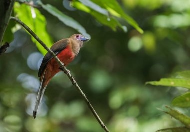 Rairforest Sepilok, Borneo, Sabah, Malezya içinde küçük bir dal oturup..... Diards Trogon erkek