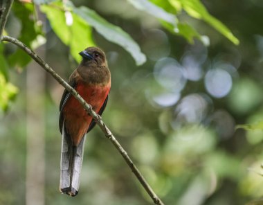 Rairforest Sepilok, Borneo, Sabah, Malezya içinde küçük bir dal oturup..... Diards Trogon erkek