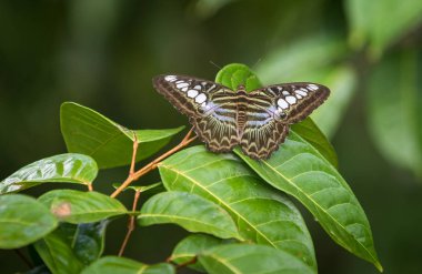 Clipper, Parthenos sylvia, bir tür nymphalid kelebek