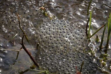 European common brown frog, Rana temporaria, eggs, Baneheia Kristiansand Norway