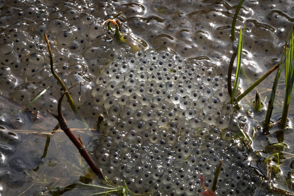 European common brown frog, Rana temporaria, eggs, Baneheia Kristiansand Norway