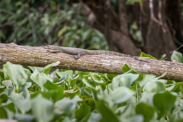 Monitorear lagarto descansando sobre un árbol caído — Foto de Stock