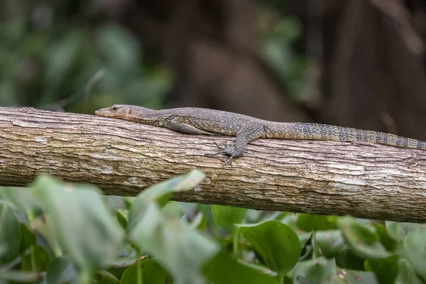 Monitorear lagarto descansando sobre un árbol caído — Foto de Stock